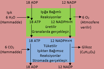 Fotosentezin ışığa bağımlı ve ışıktan bağımsız reaksiyonları